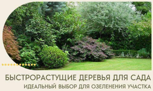 Быстрорастущие деревья для сада идеальный выбор в Балашихе