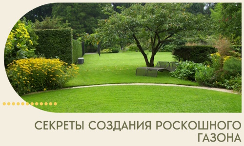 Секреты создания роскошного газона в Балашихе